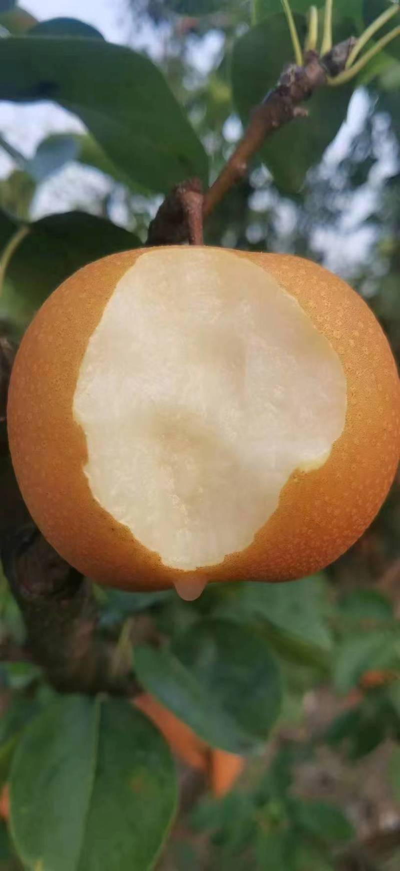 风水梨（精选）山东风水梨大量上市现摘现发货一条龙服务糖度