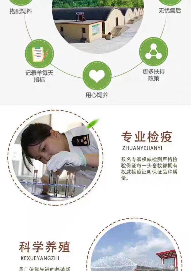 精品波尔山羊羊苗头胎怀孕母羊支持视频挑