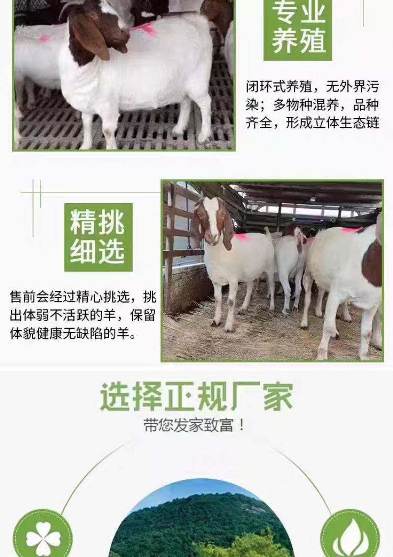 精品波尔山羊羊苗头胎怀孕母羊支持视频挑