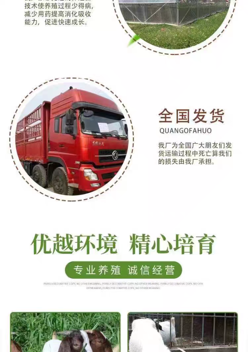 精品波尔山羊羊苗头胎怀孕母羊支持视频挑