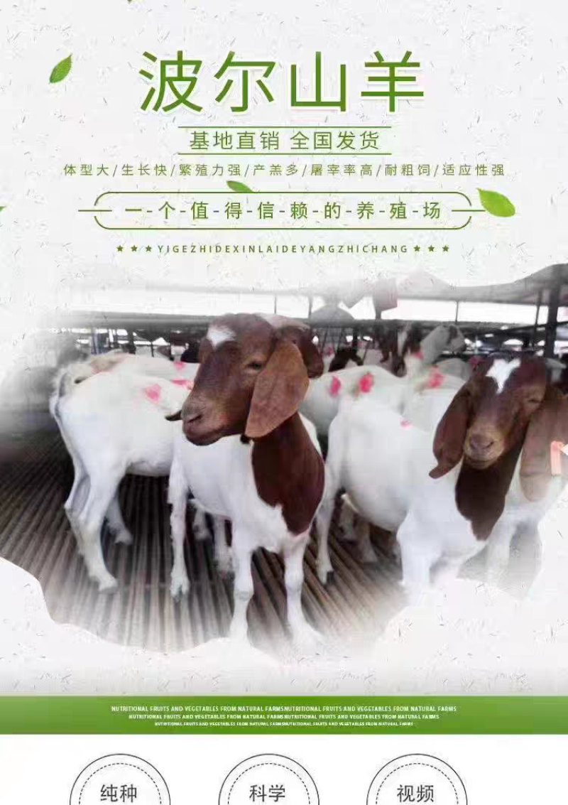 精品波尔山羊羊苗头胎怀孕母羊支持视频挑