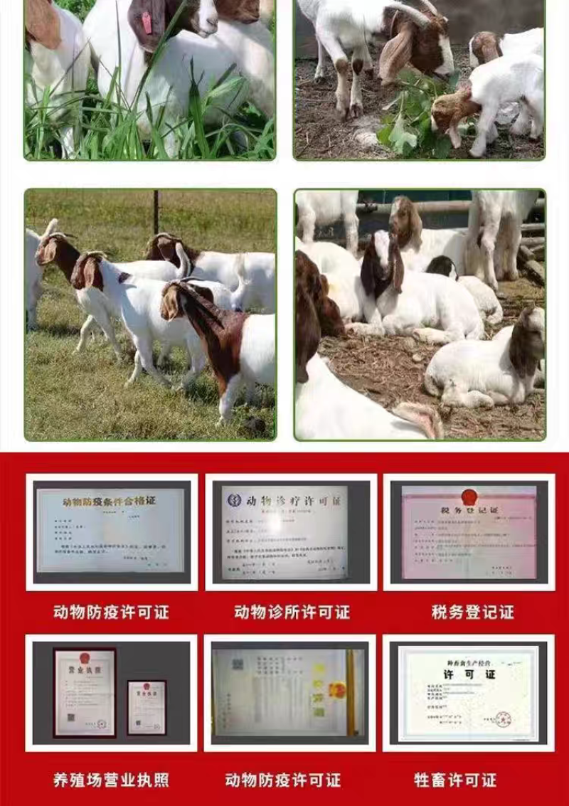 精品波尔山羊羊苗头胎怀孕母羊支持视频挑