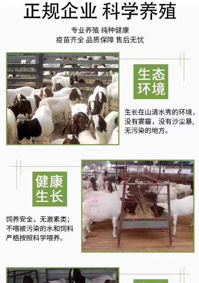 精品波尔山羊羊苗头胎怀孕母羊支持视频挑
