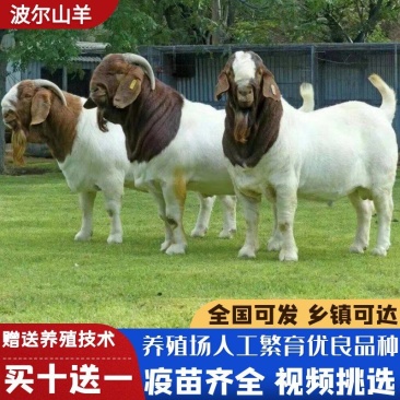 精品波尔山羊羊苗头胎怀孕母羊支持视频挑