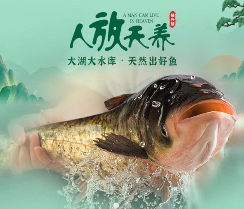 精品吊水花鲢鱼，货源充足，活鱼到家保质保量欢迎来电