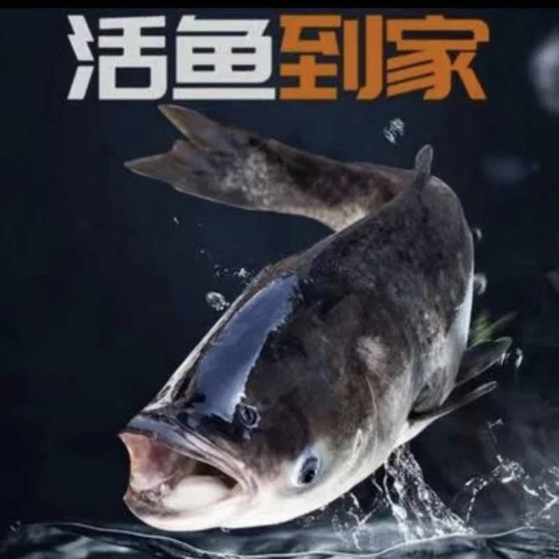精品吊水花鲢鱼，货源充足，活鱼到家保质保量欢迎来电