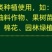 液体氮代替尿素绿叶提苗小麦水稻玉米返青肥果树蔬菜追肥叶面