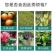 液体氮代替尿素绿叶提苗小麦水稻玉米返青肥果树蔬菜追肥叶面