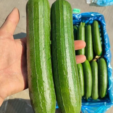 油皮丝瓜掉价中