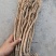 关防风