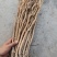 关防风