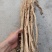 关防风