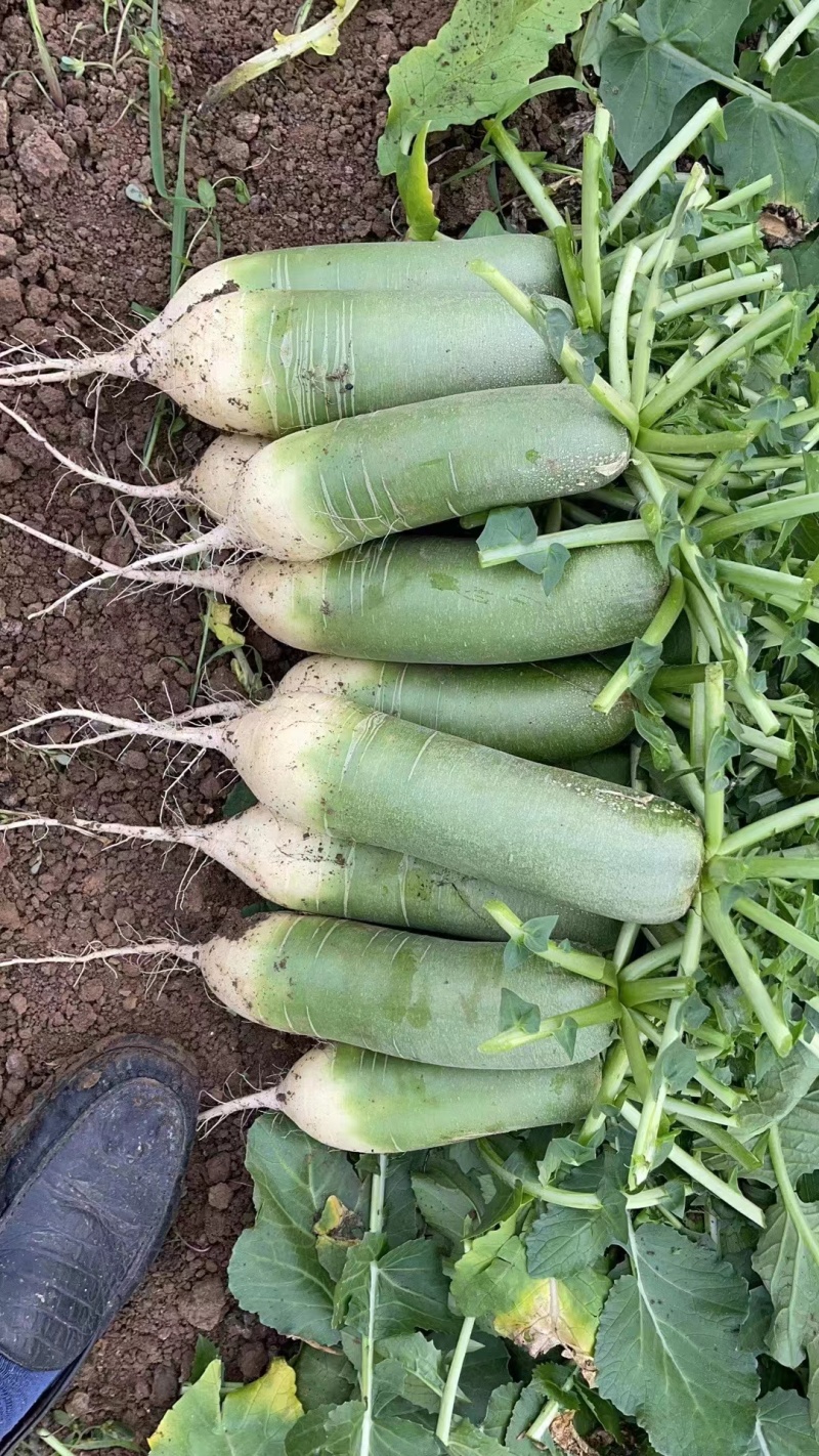 肥城青萝卜
