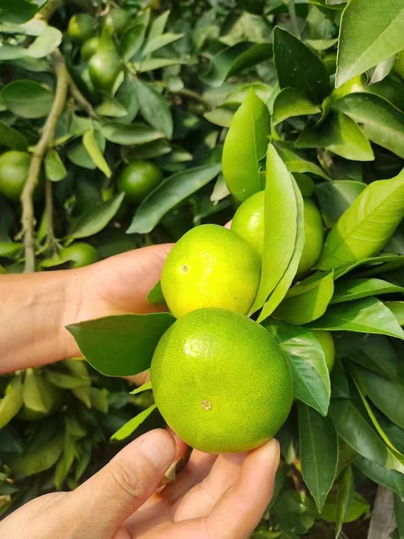特早蜜橘