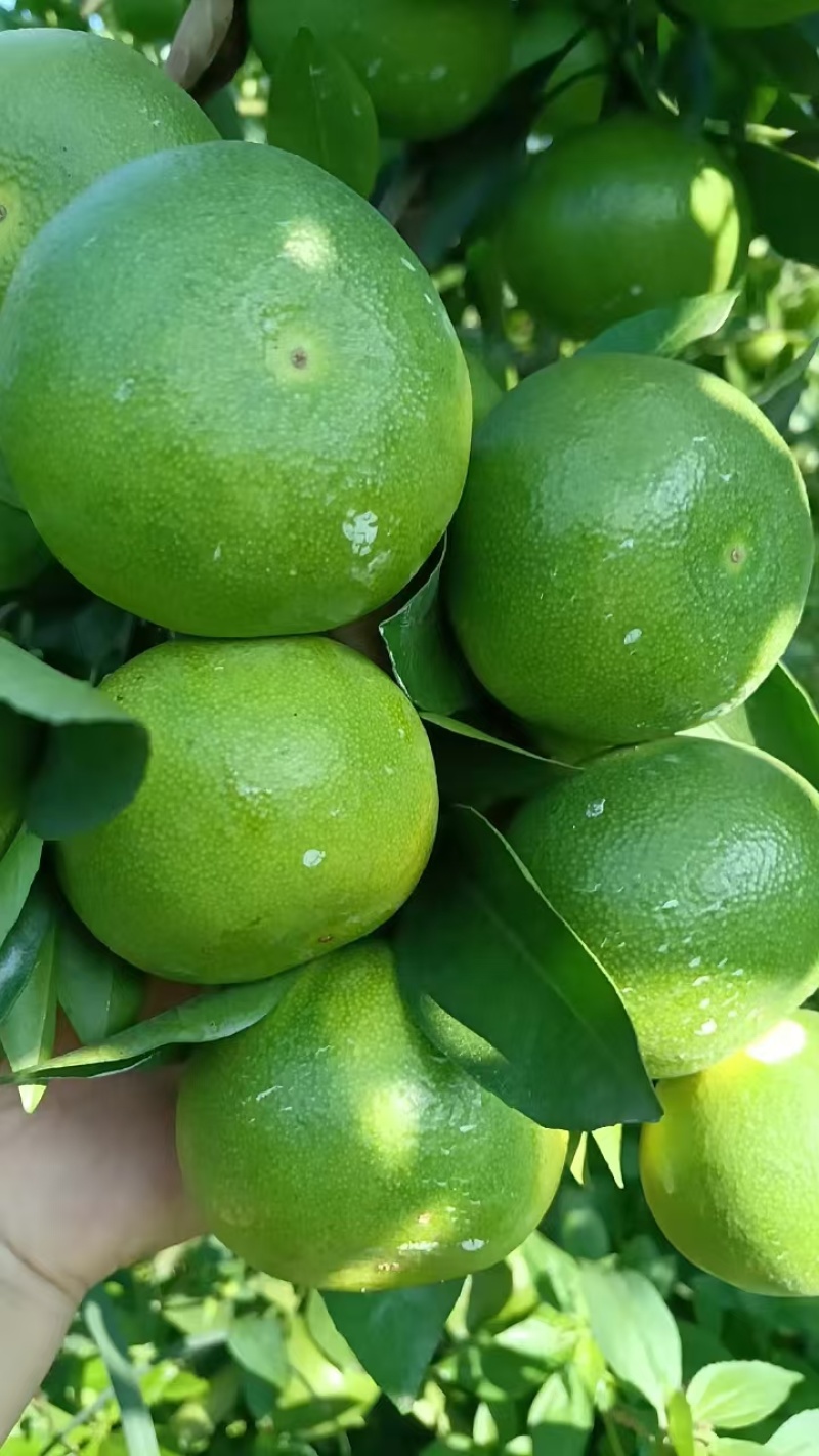 特早蜜橘