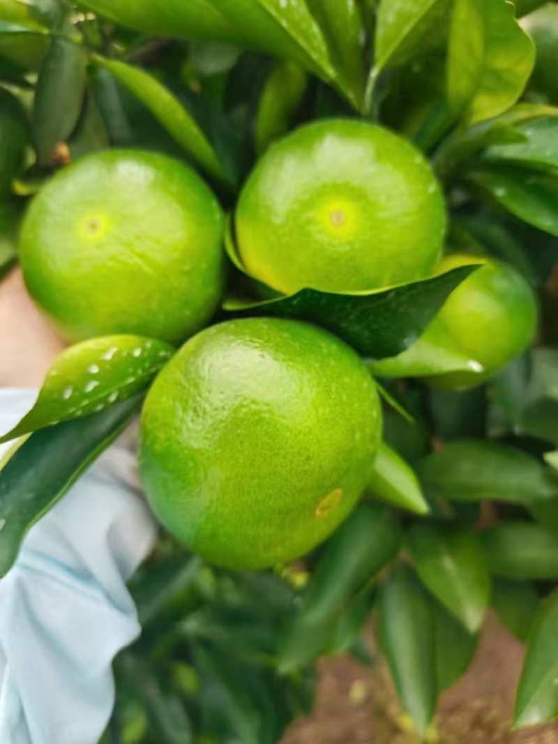 特早蜜橘