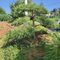 油松造型