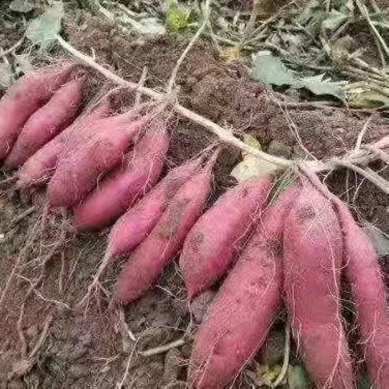 湖北精品红薯，西瓜红龙九紫薯等产品大量供应，全国各地发货