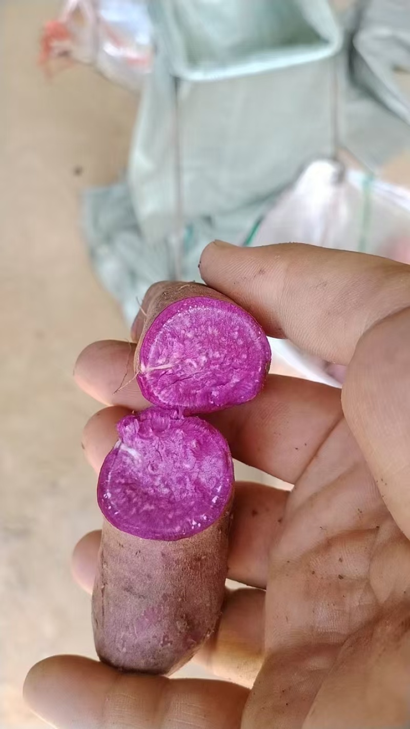 湖北精品红薯，西瓜红龙九紫薯等产品大量供应，全国各地发货