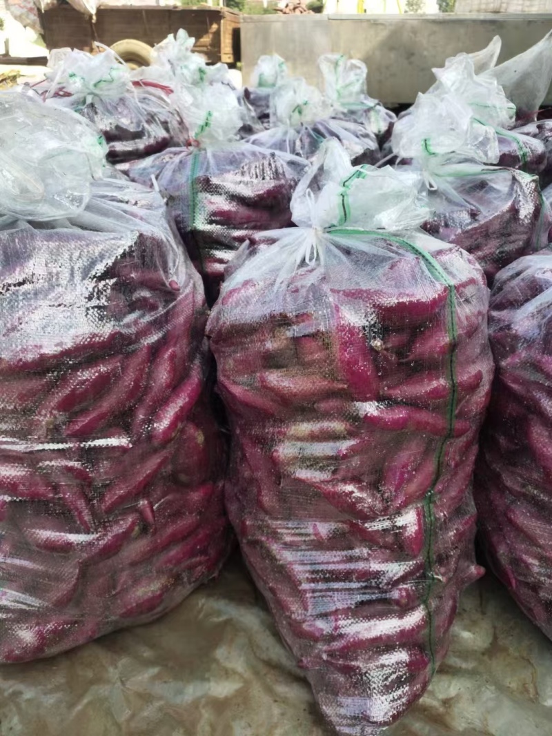 湖北精品红薯，西瓜红龙九紫薯等产品大量供应，全国各地发货