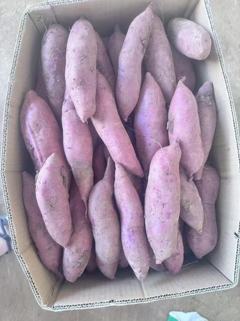湖北精品红薯，西瓜红龙九紫薯等产品大量供应，全国各地发货