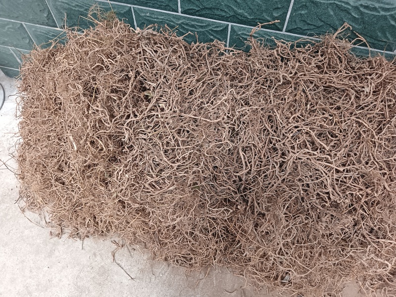 胶股蓝根大量供应，货源充足，量大从优价格美丽欢迎咨询