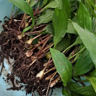 毛慈菇种苗大量有货欢迎各位老板随时进店咨询