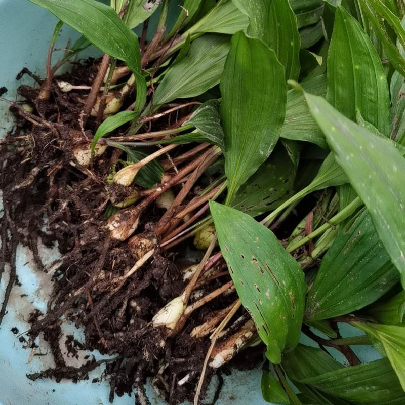 毛慈菇种苗大量有货欢迎各位老板随时进店咨询