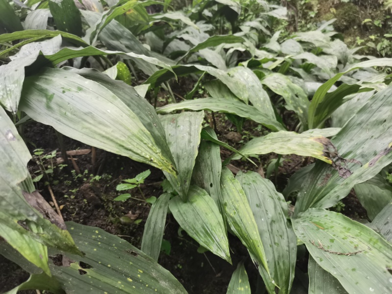 毛慈菇种苗大量有货欢迎各位老板随时进店咨询