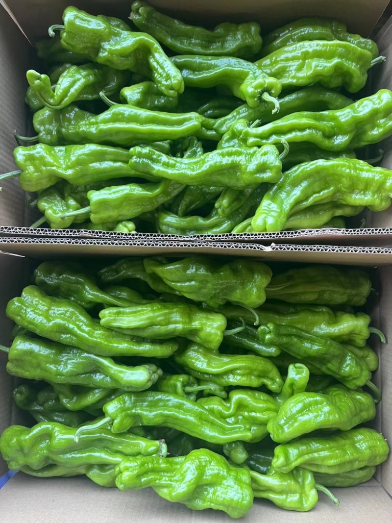 芜湖椒