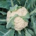 高原夏菜花菜白面青梗货源充足产地直发质量保障欢迎咨询