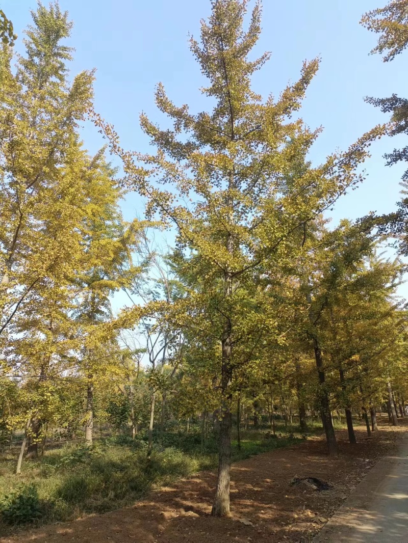 15的银杏