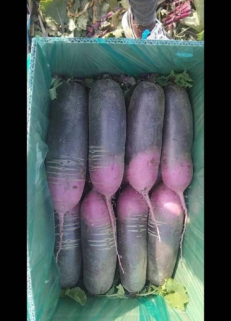 冰淇淋萝卜穿心红冰淇淋萝卜紫皮水果萝卜