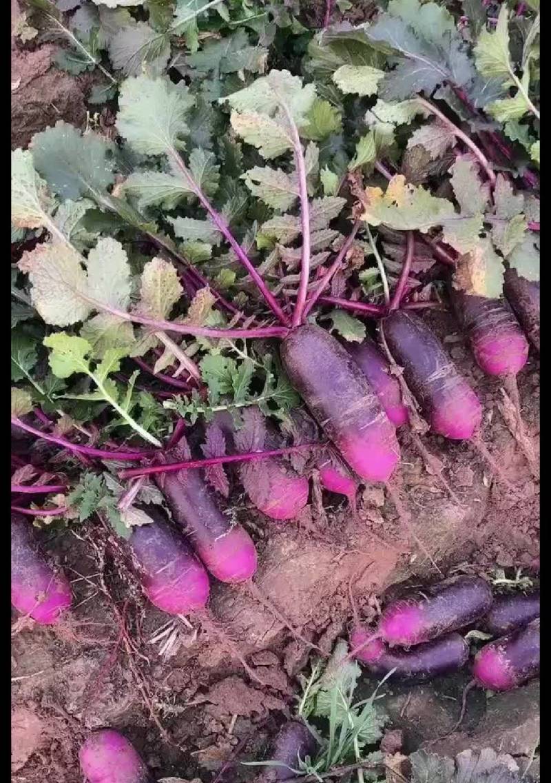 冰淇淋萝卜穿心红冰淇淋萝卜紫皮水果萝卜