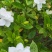 栀子花苗容器栀子花即种即收益