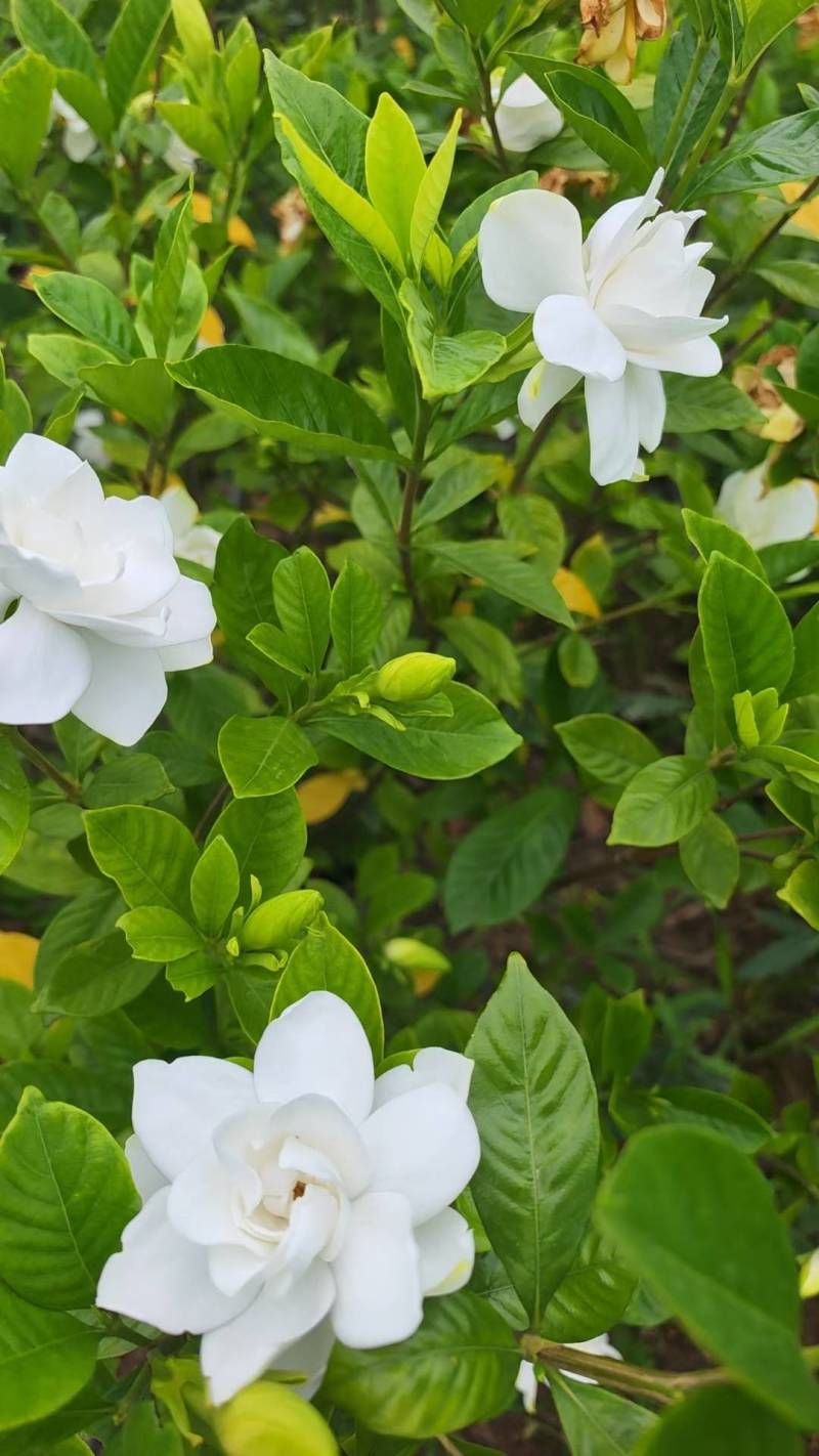 栀子花苗容器栀子花即种即收益