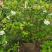 栀子花苗容器栀子花即种即收益
