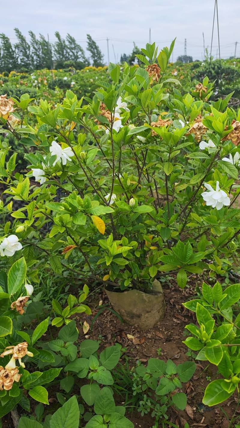 栀子花苗容器栀子花即种即收益