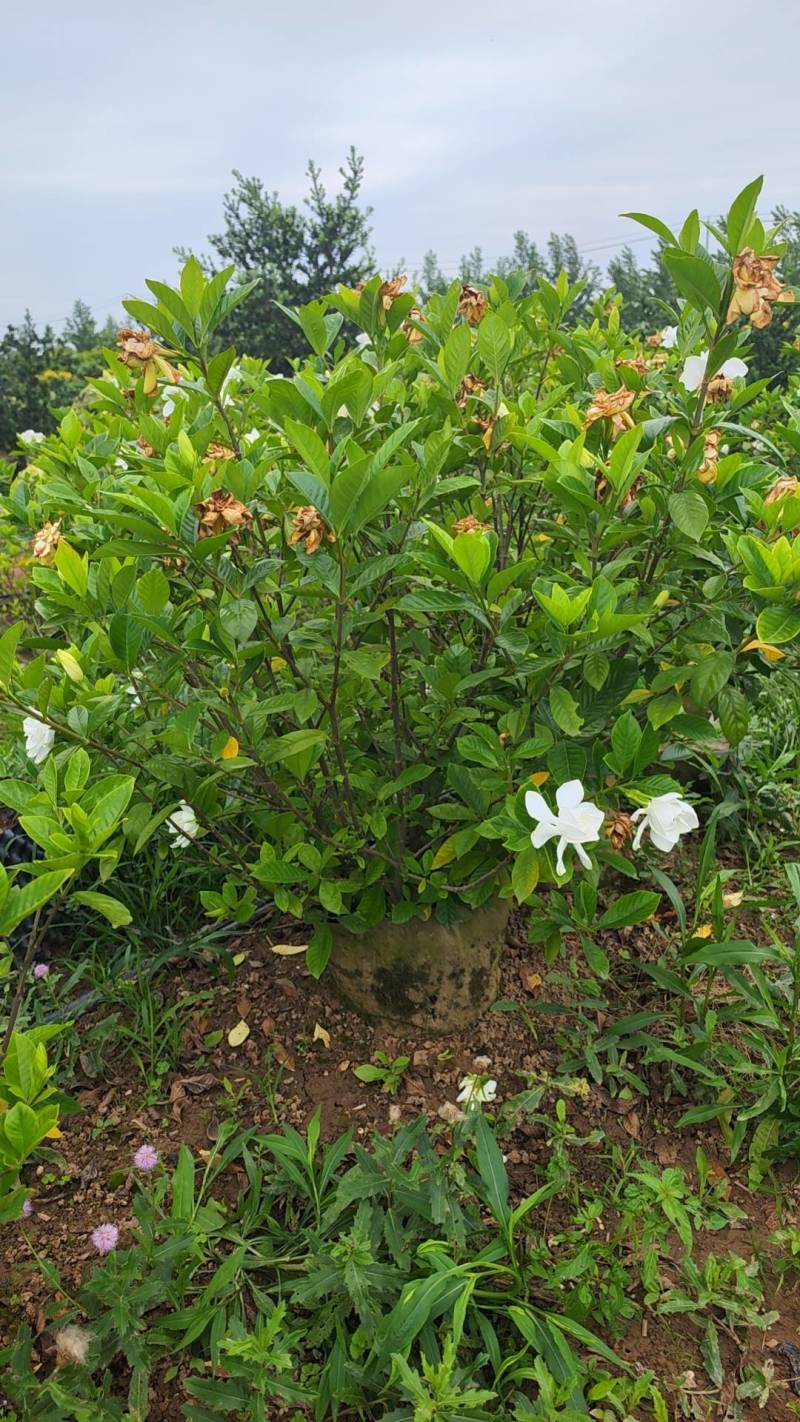 栀子花苗容器栀子花即种即收益
