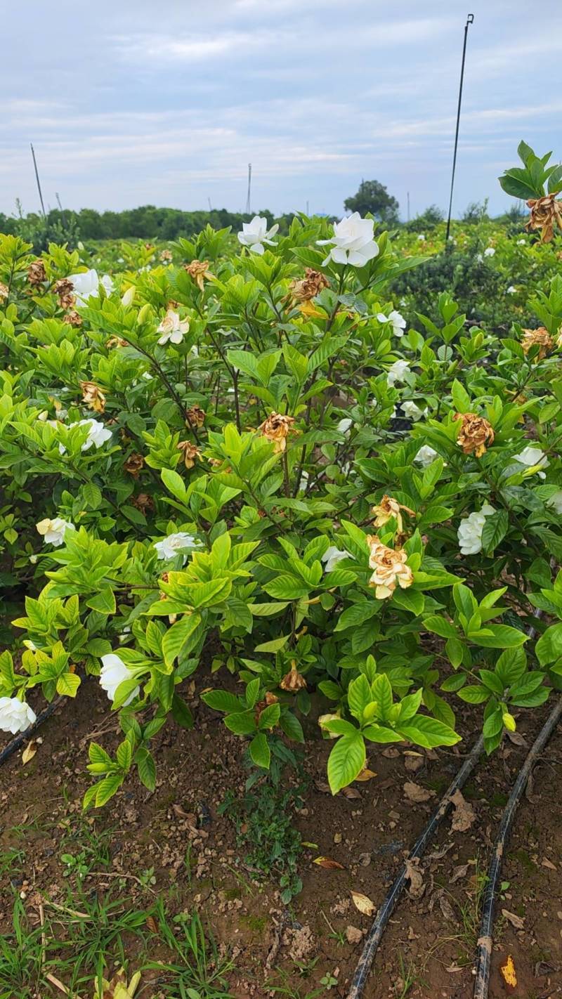 栀子花苗容器栀子花即种即收益