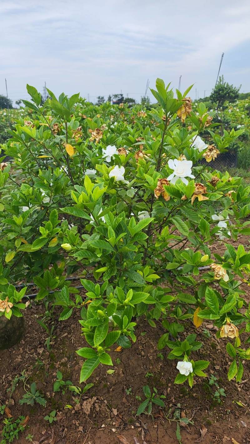 栀子花苗容器栀子花即种即收益