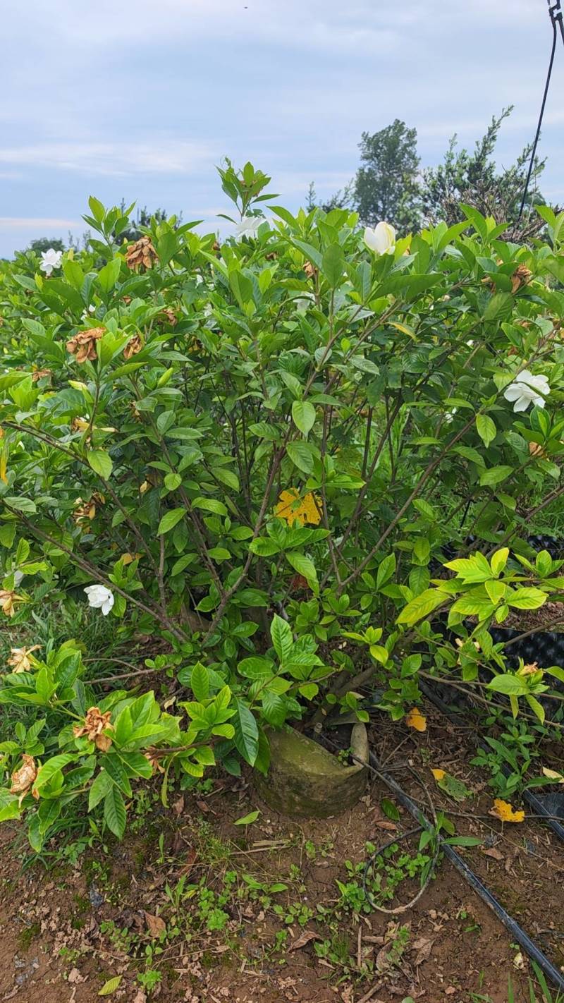 栀子花苗容器栀子花即种即收益