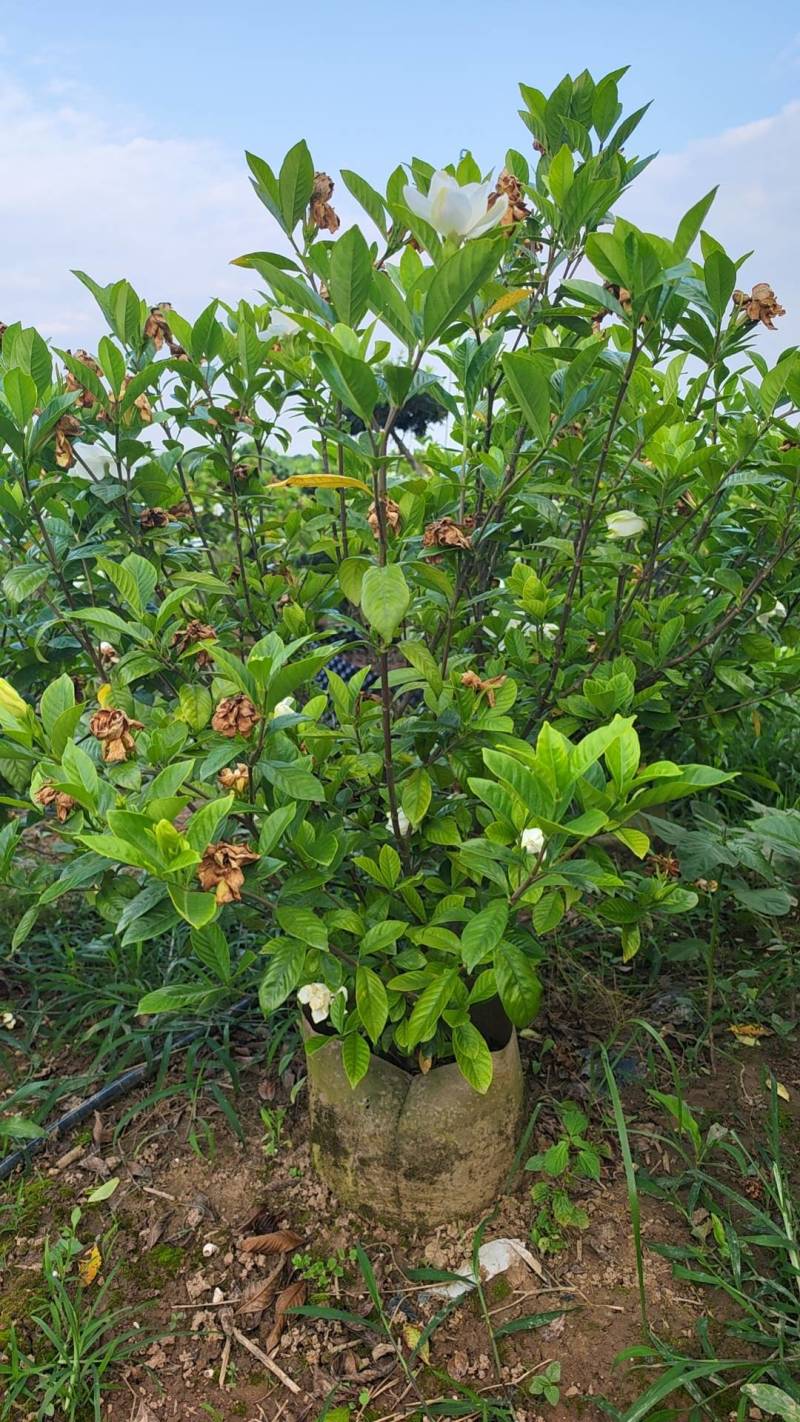 栀子花苗容器栀子花即种即收益