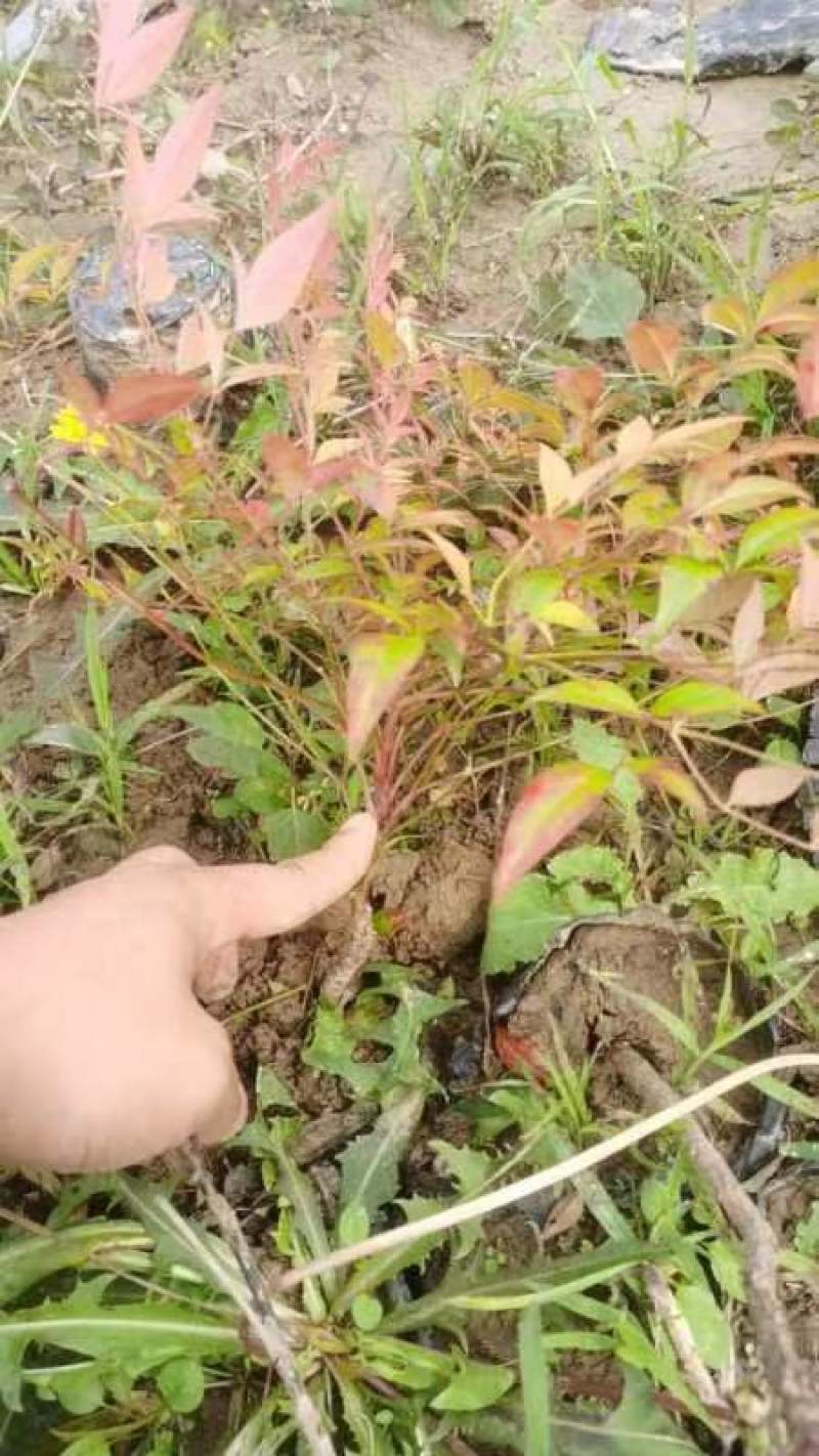 南天竹杯苗