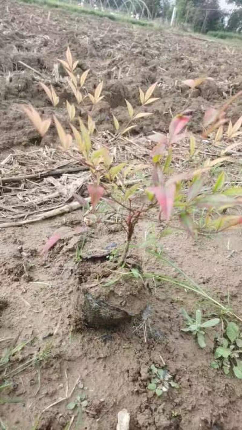 南天竹杯苗