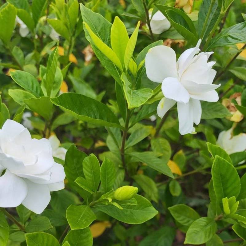 栀子花苗容器栀子花即种即收益