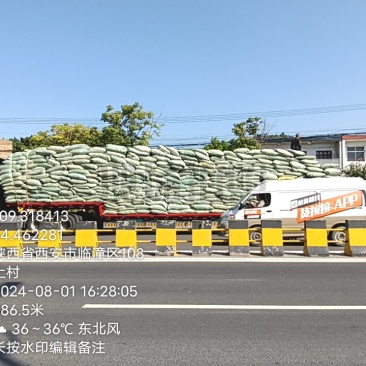 2024年8月青桑叶八十吨