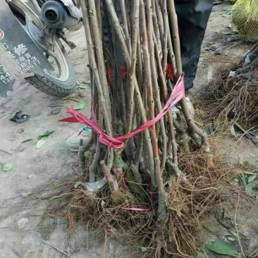 求购大樱桃苗木4千棵