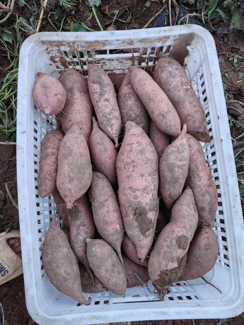 降低跳楼价龙薯九大型库出货按需发货到货无忧欢迎老板