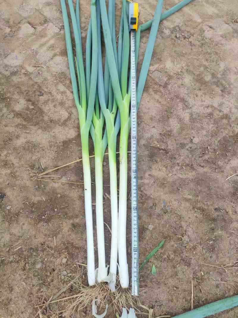 饶阳大葱长白大葱基地蔬菜诚信代办欢迎联系